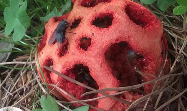 Rossa, maleodorante e tossica: una creatura ''aliena'' nei giardini di Bari